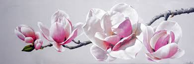 Resultado de imagen de magnolia flor