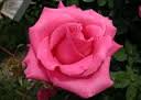 Resultado de imagen de flor lila significado de color rosa