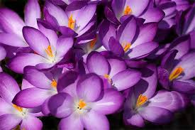 Resultado de imagen de flor lila significado de color malva