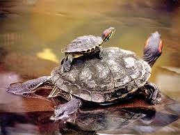 Resultado de imagen de tortugas hermosas