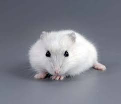 Resultado de imagen de hamster de color blanco