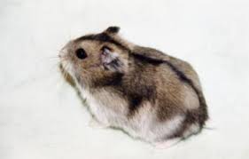 Resultado de imagen de hamster chino